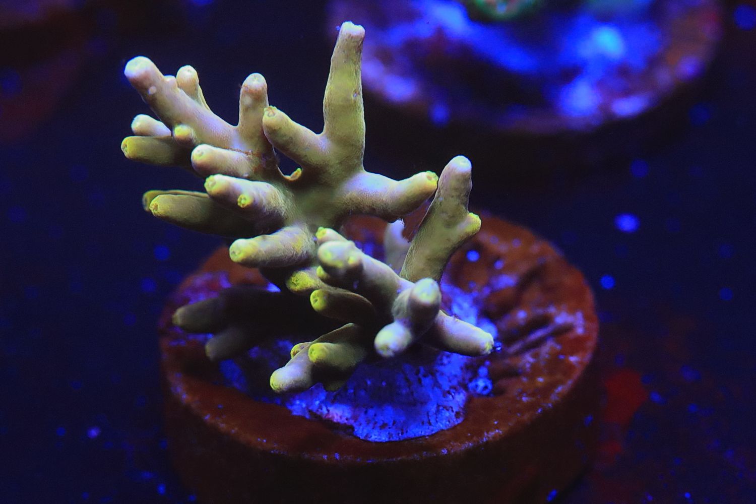 Golden dragon acro