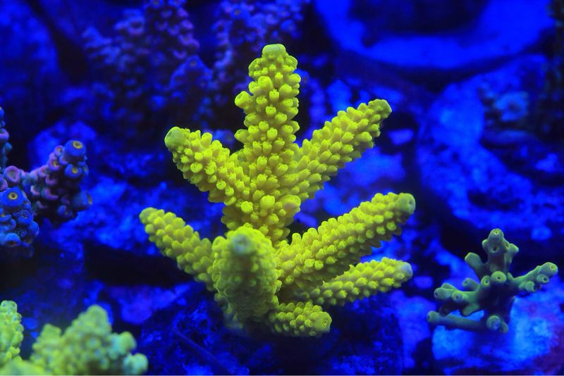 Bali Slimer Acropora WYSIWYG