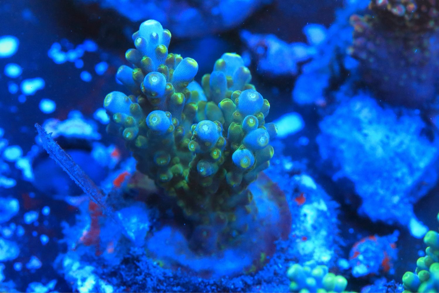 Blue Efflo Acropora WYSIWYG