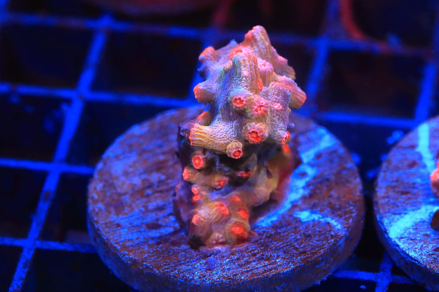 Branching Cyphastrea (Orange)  WYSIWYG