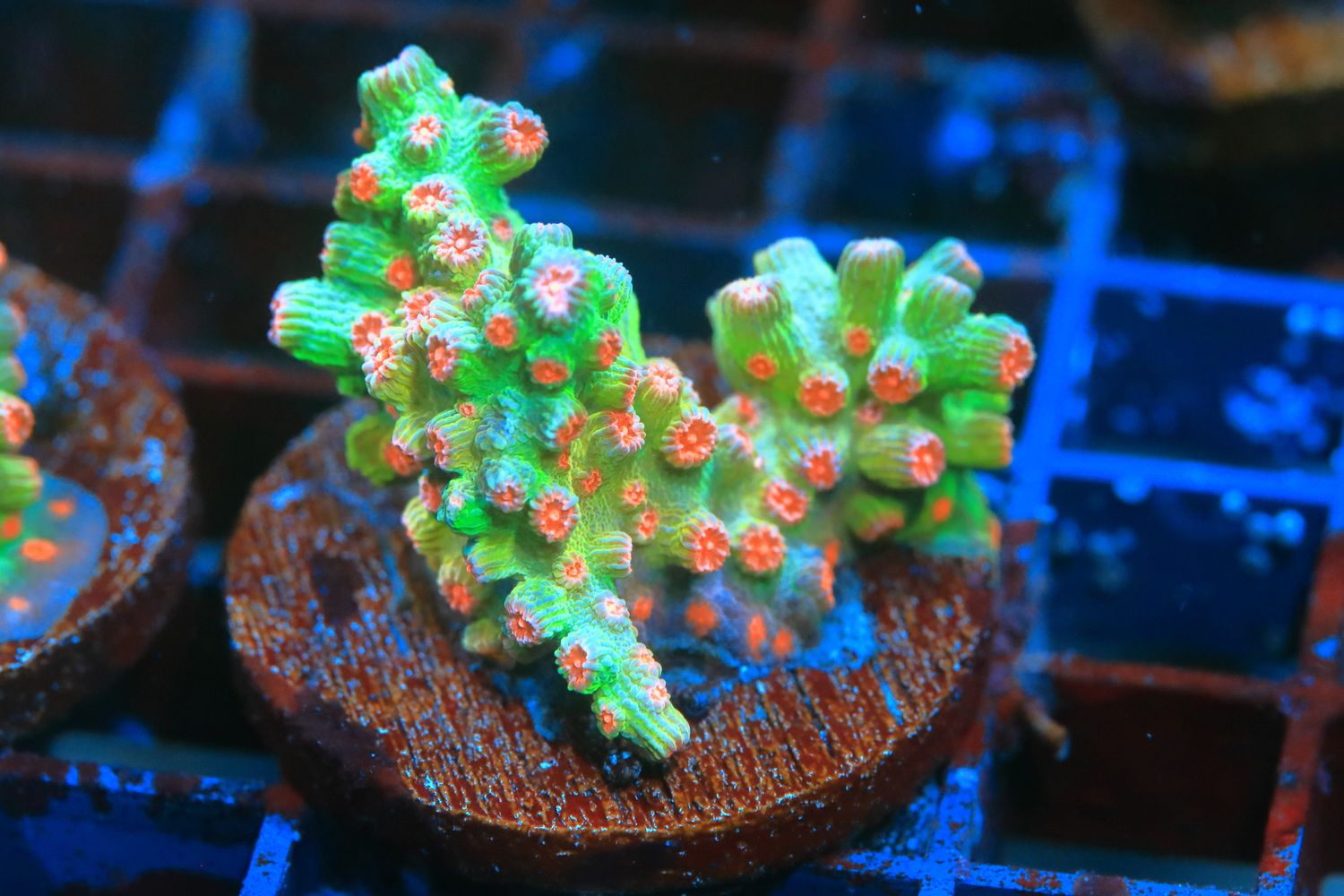 Branching Cyphastrea (Orange)  WYSIWYG