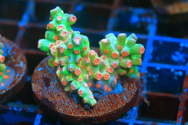 Branching Cyphastrea (Orange)  WYSIWYG