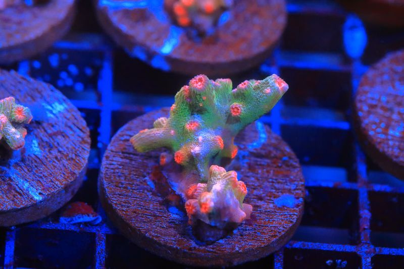 Branching Cyphastrea (Orange)  WYSIWYG