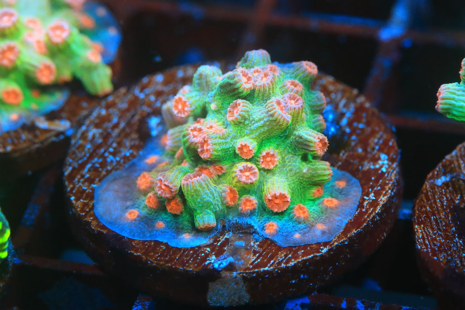 Branching Cyphastrea (Orange)  WYSIWYG