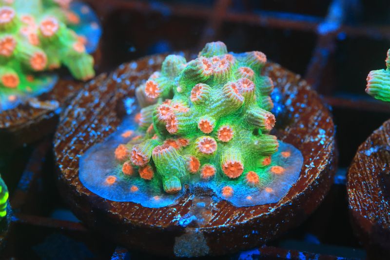 Branching Cyphastrea (Orange)  WYSIWYG