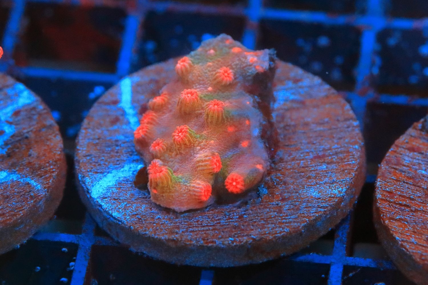 Branching Cyphastrea (Orange)  WYSIWYG