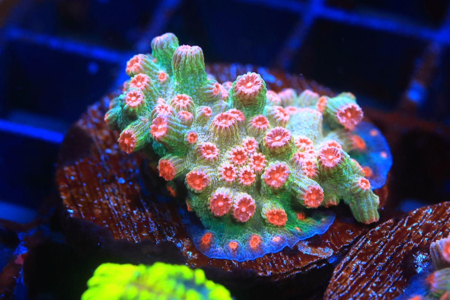 Branching Cyphastrea (Orange)  WYSIWYG