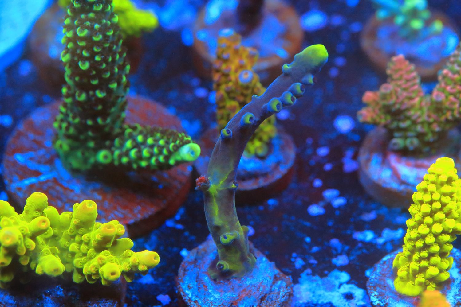 Leggy Miyagi Acropora WYSIWYG
