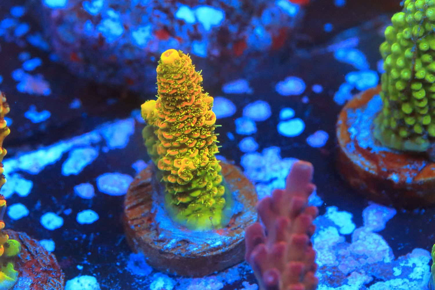 Acropora Sunset Millepora   WYSIWYG