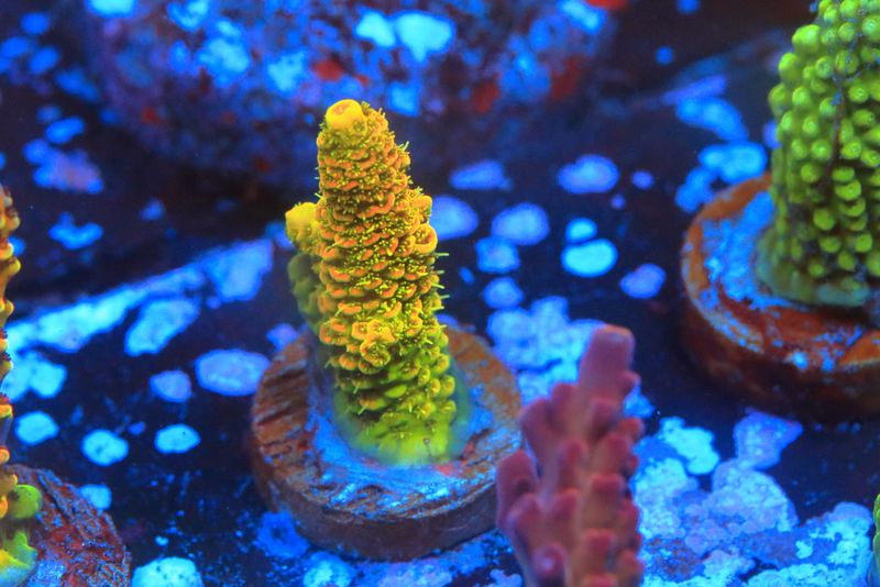 Acropora Sunset Millepora   WYSIWYG