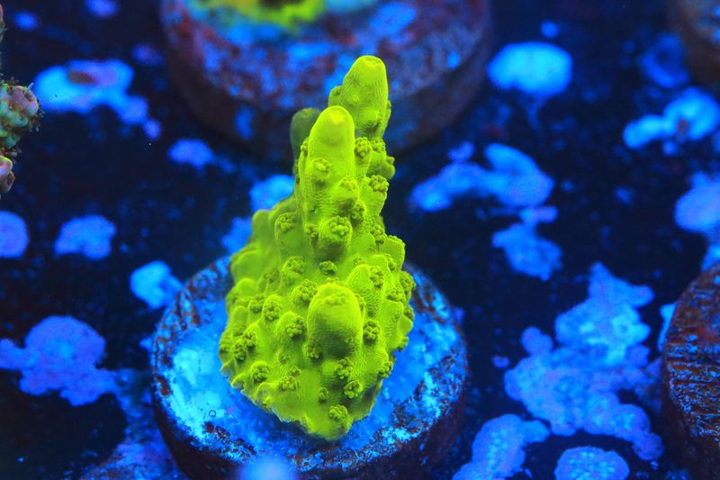 Yellow table acro WYSIWYG