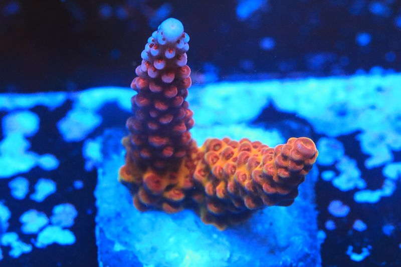 PC Rainbow Acropora WYSIWYG