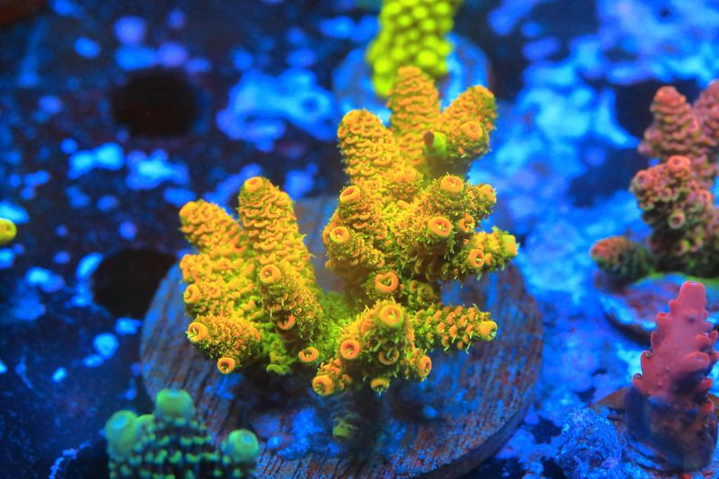 Acropora Sunset Millepora Broodstock piece  WYSIWYG