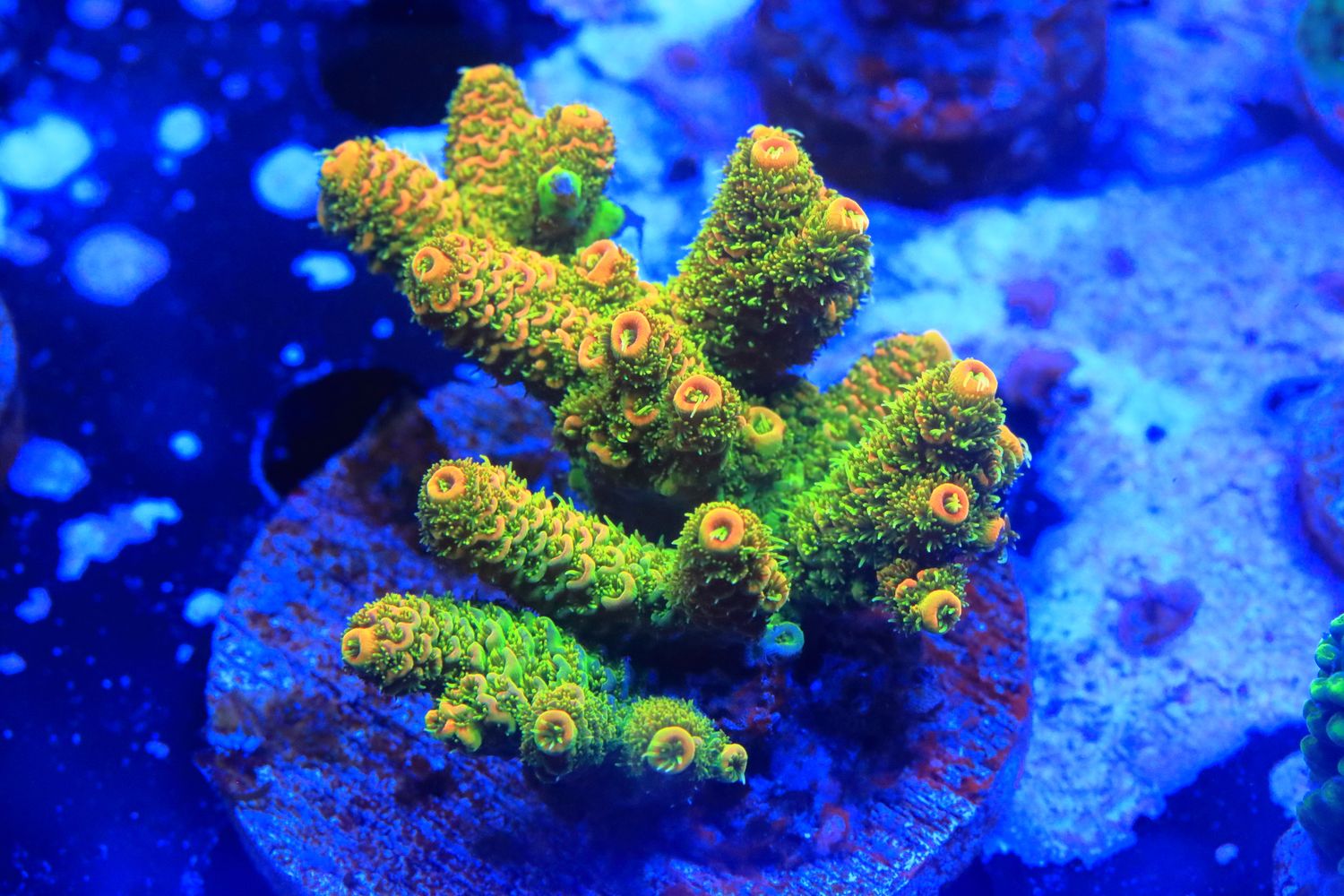 Acropora Sunset Millepora Broodstock piece  WYSIWYG