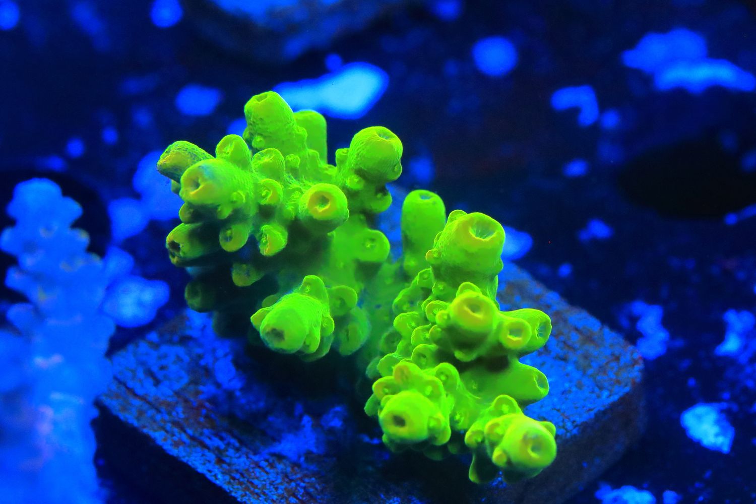 Weapon Grade Wasabi Acro