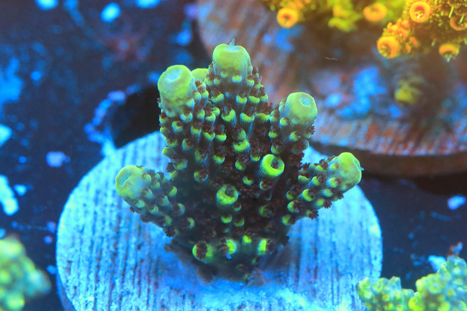 Snakeskin acro WYSIWYG