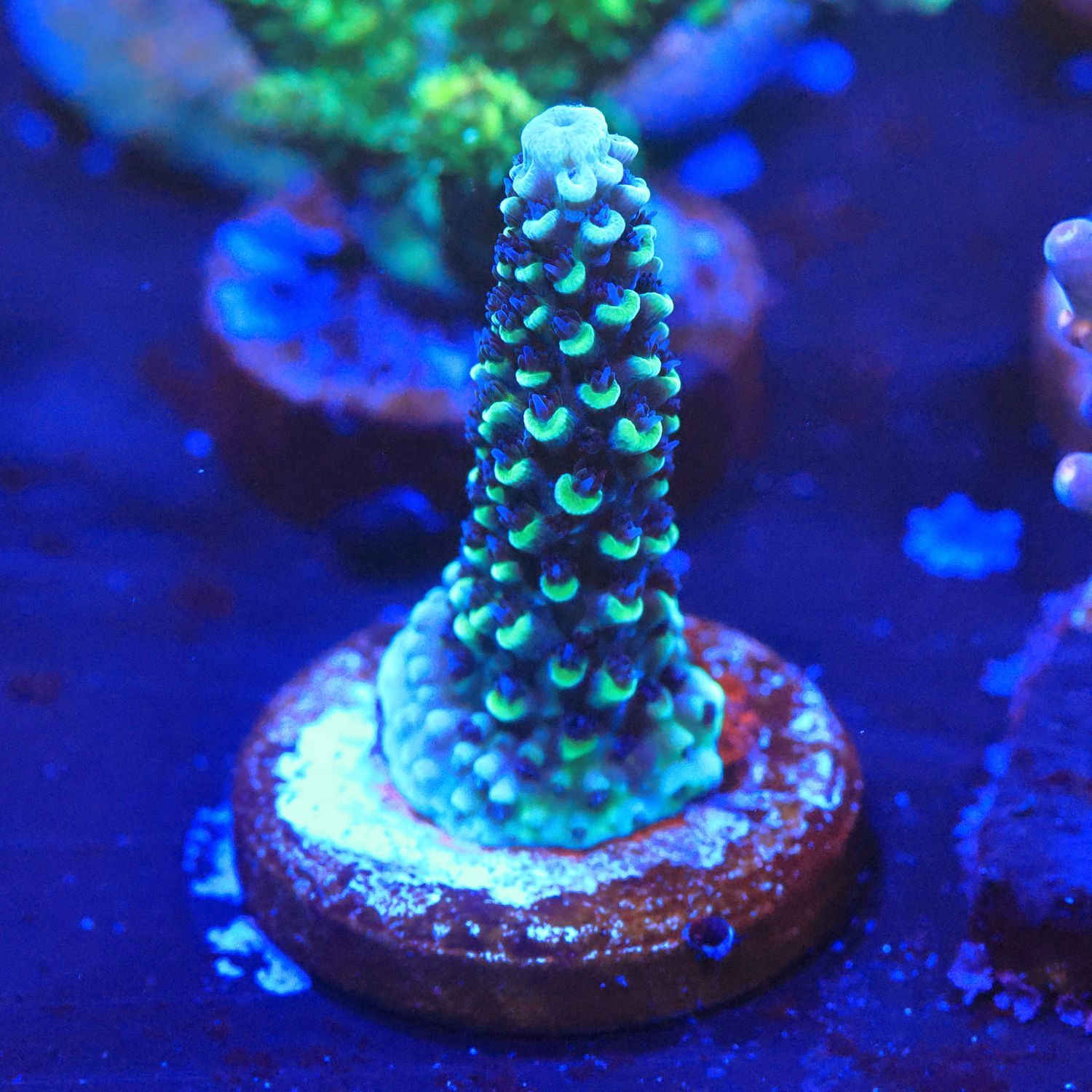 Snakeskin acro WYSIWYG