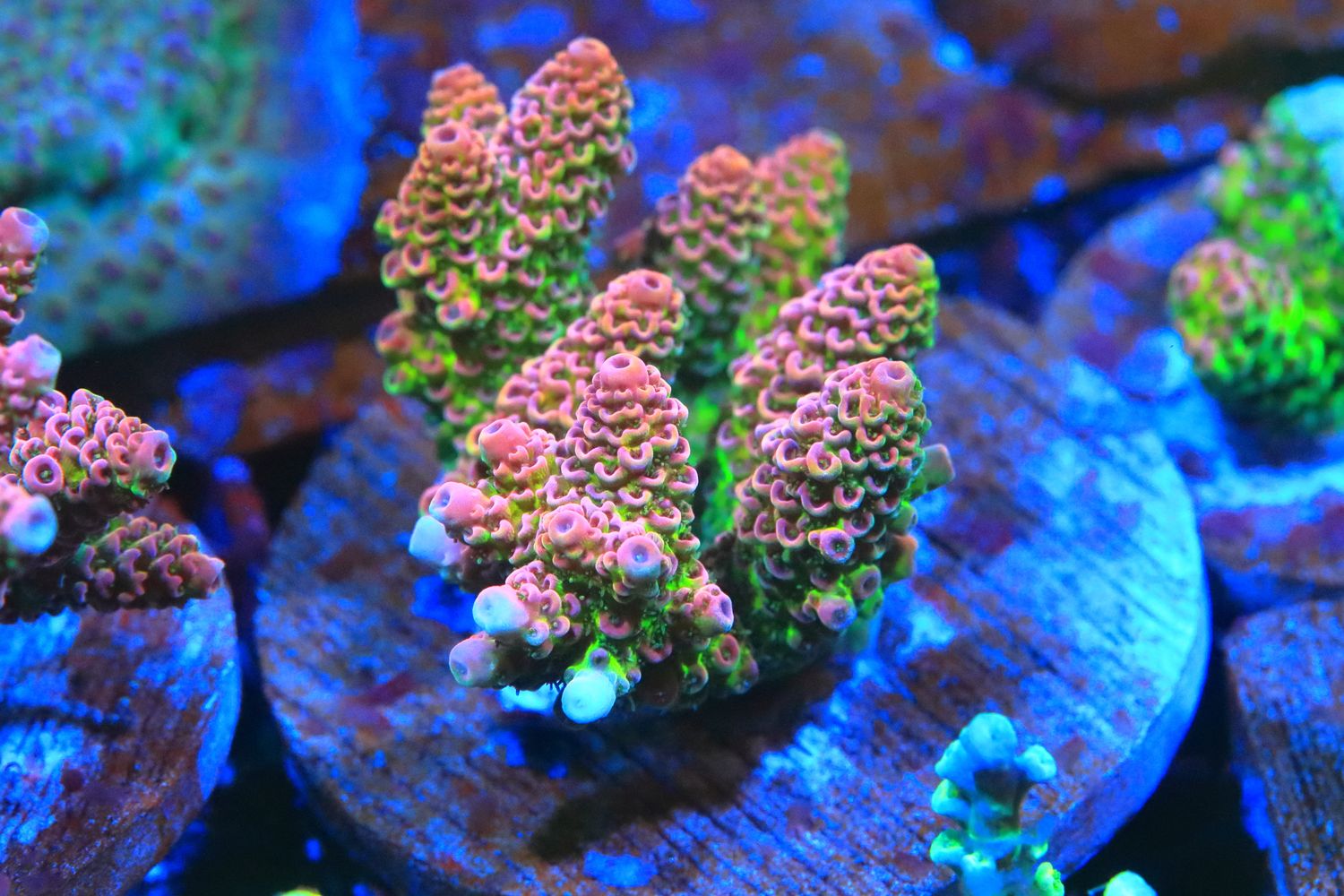 Pink Hyacinthus on Broodstock medium disc WYSIWYG