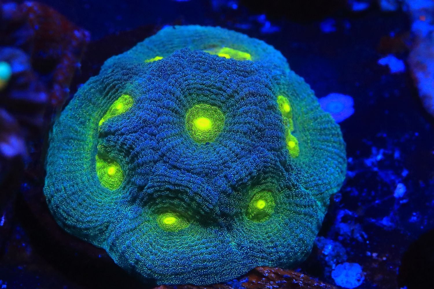 Yellow eye favia WYSIWYG