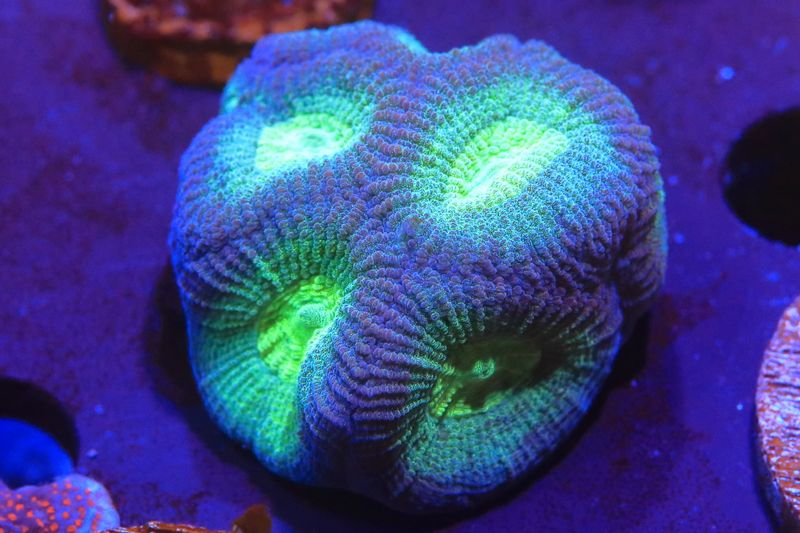 Polaris  favia WYSIWYG