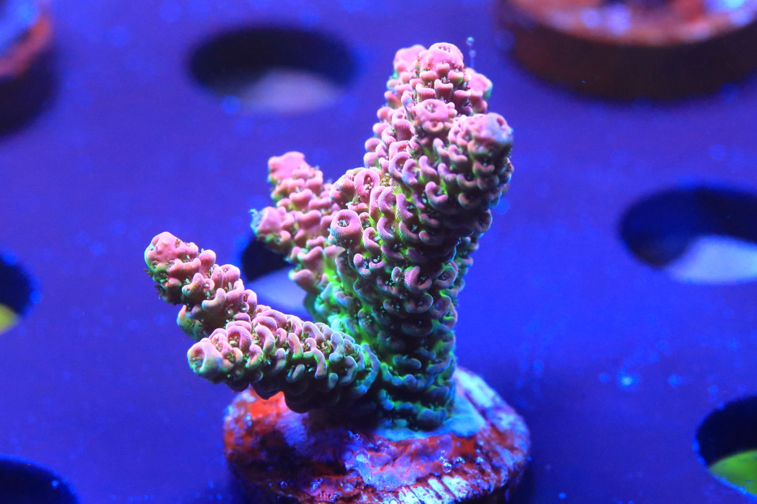 Pink Hyacinthus WYSIWYG