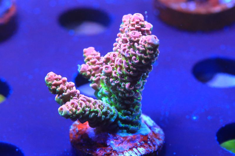 Pink Hyacinthus WYSIWYG