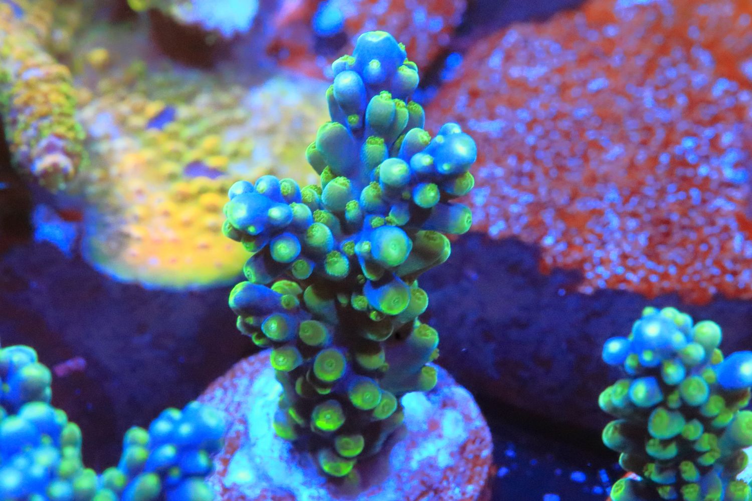 Blue Cerealis Acro S
