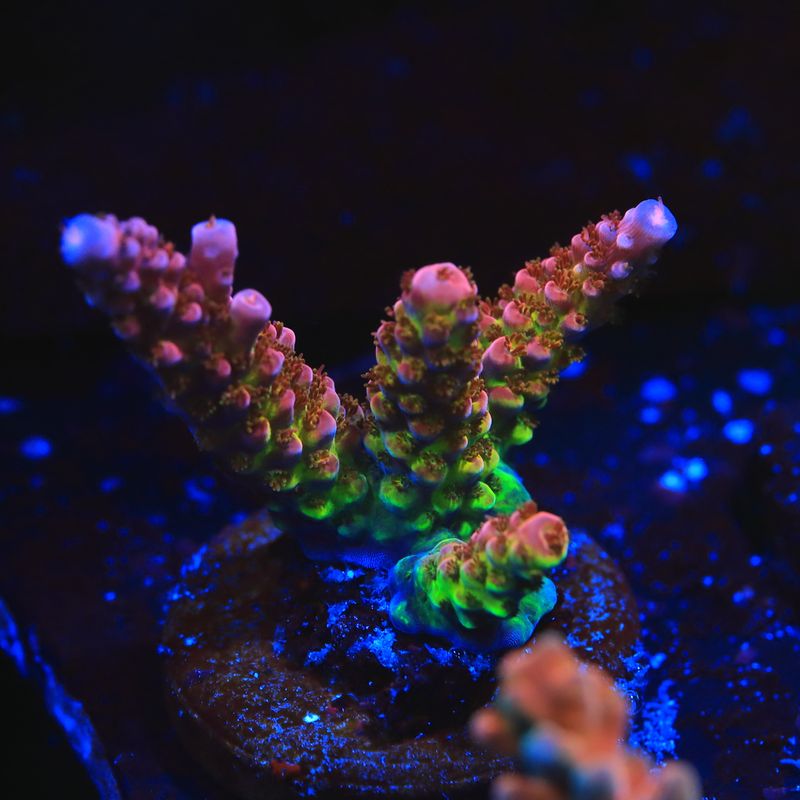 PC rainbow acro WYSIWYG