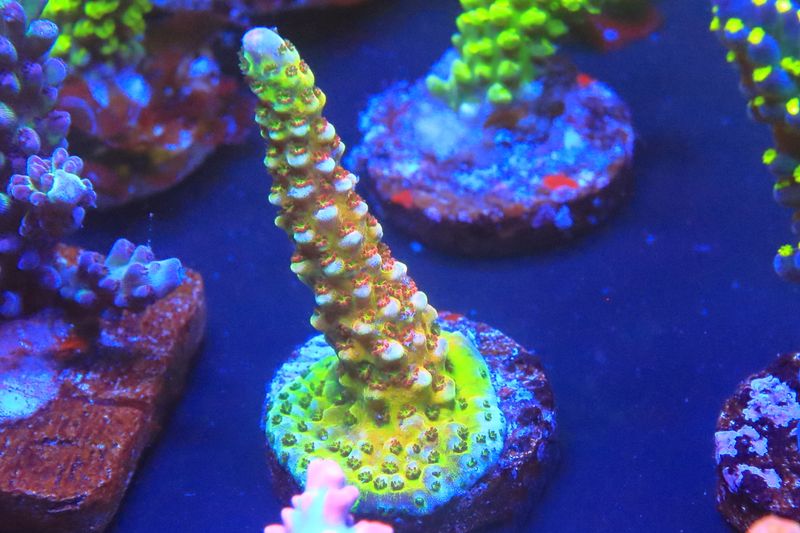 Sourberry acro WYSIWYG