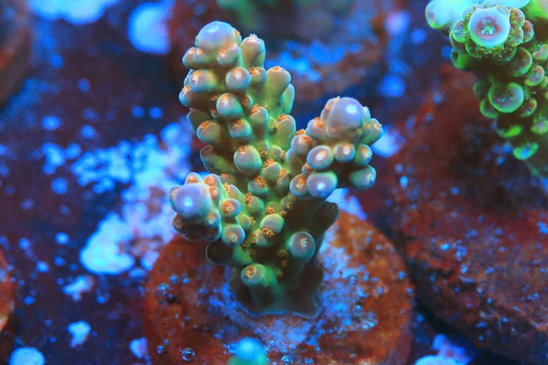 Master Blaster Acropora WYSIWYG