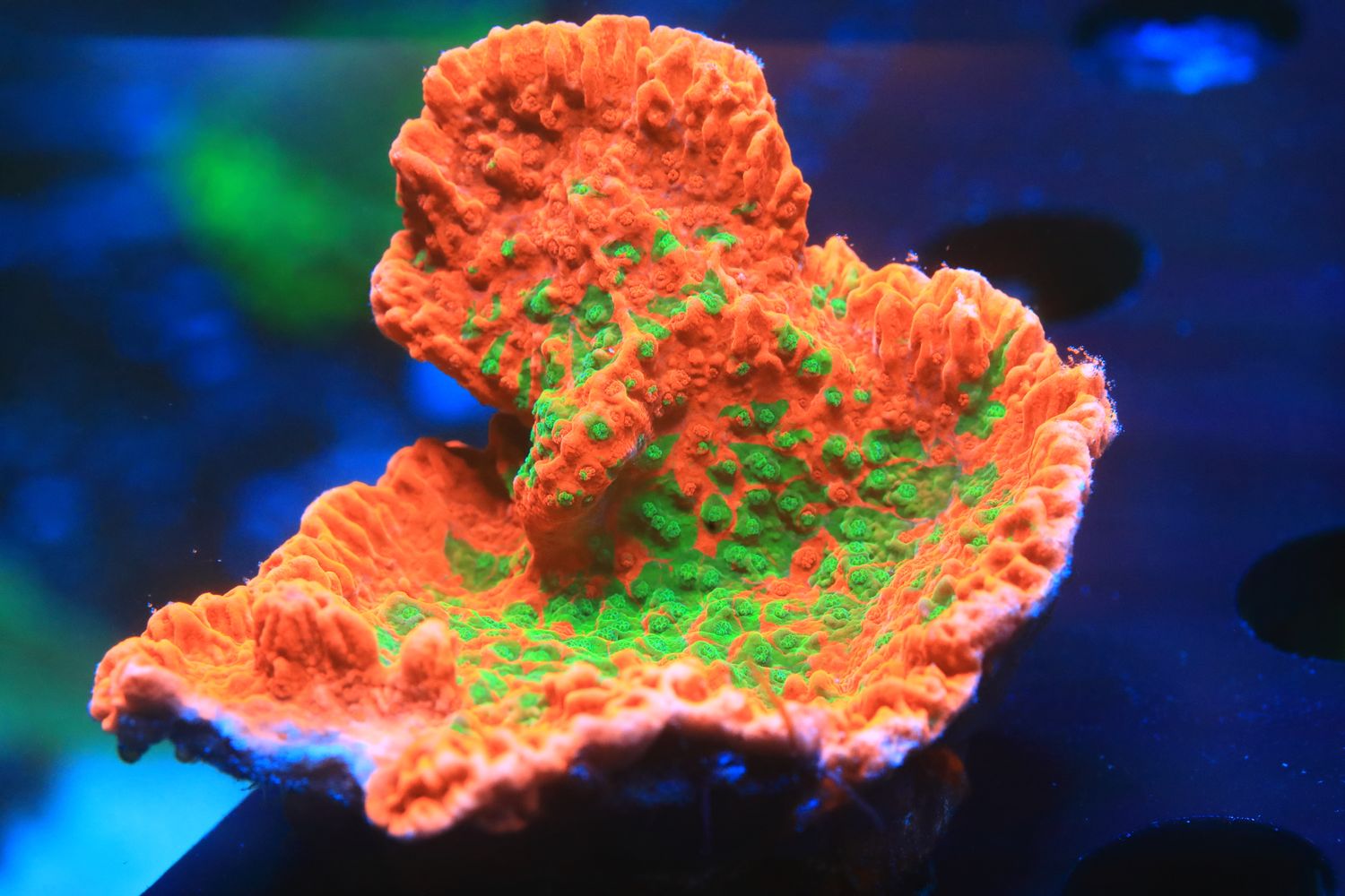 Grafted Monti capricornis WYSIWYG