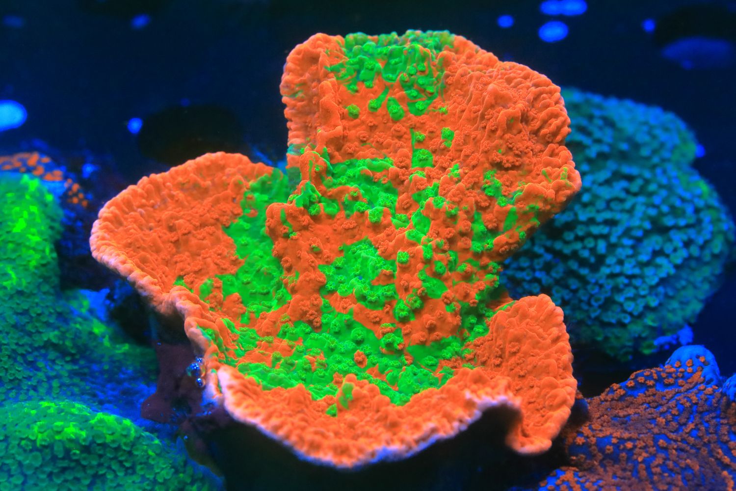 Grafted Monti capricornis WYSIWYG