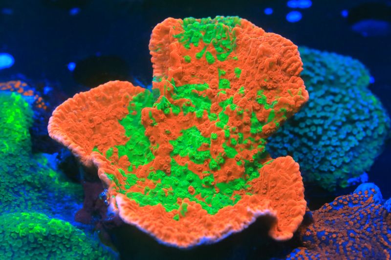 Grafted Monti capricornis WYSIWYG