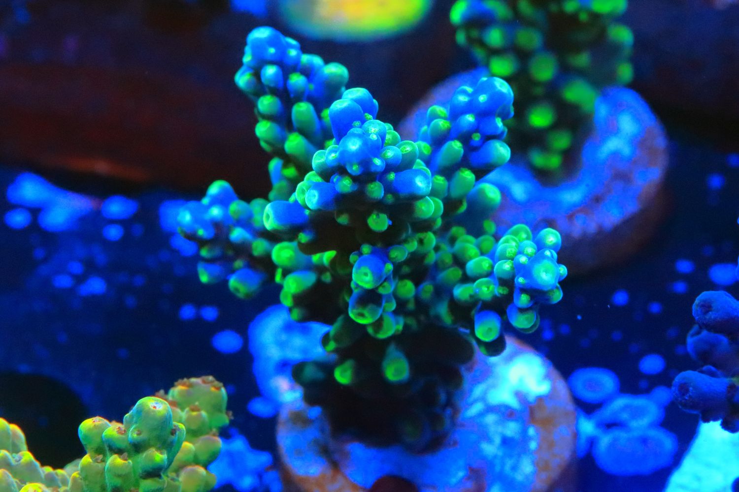 Blue Cerealis Acro M