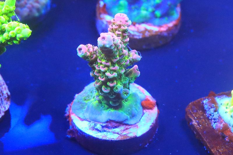 Pink Hyacinthus WYSIWYG