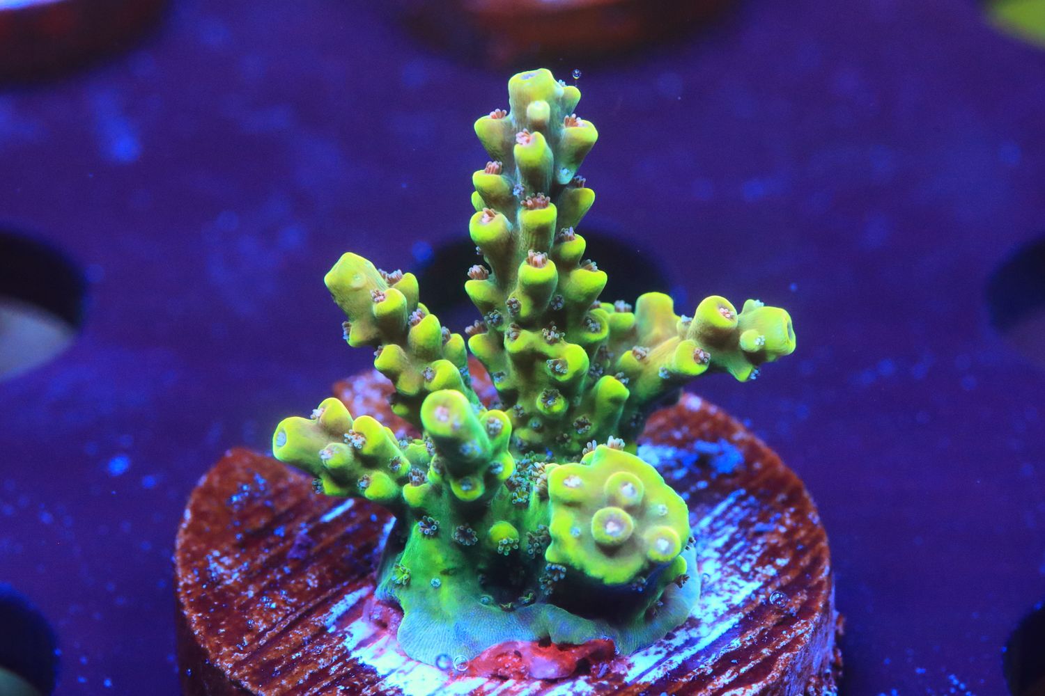 Cadillac'o Acropora WYSIWYG