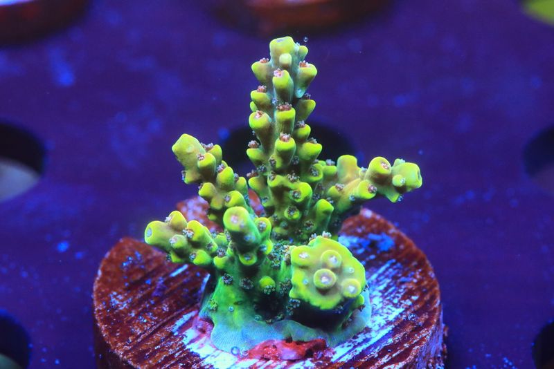 Cadillac'o Acropora WYSIWYG