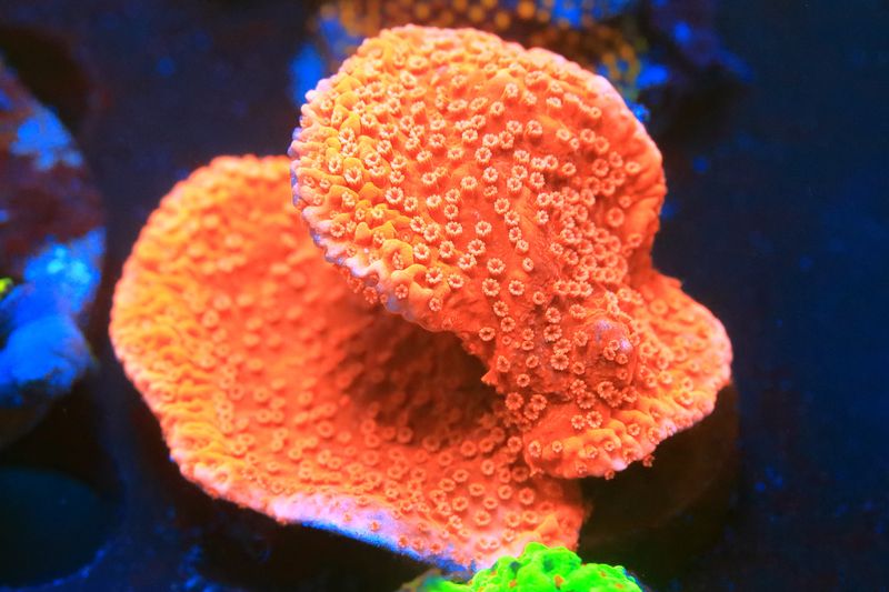 Orange Monti capricornis WYSIWYG