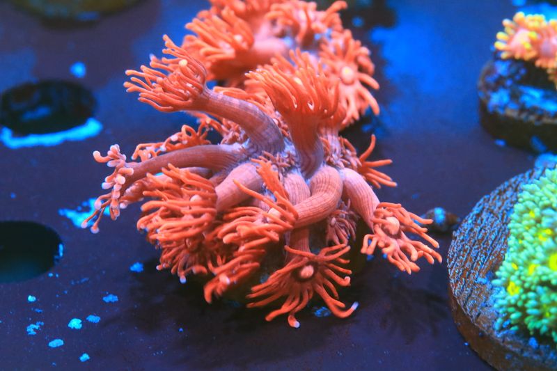 Pink  goniopora M