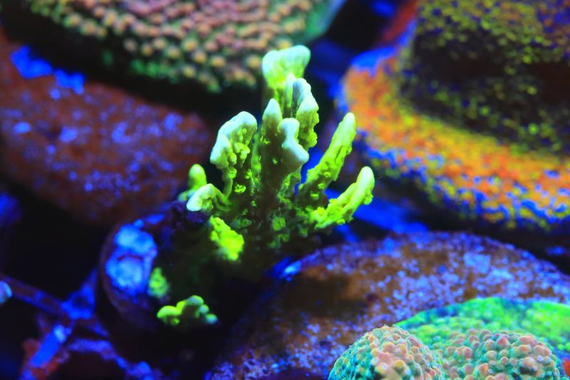 Yellow elkhorn monti