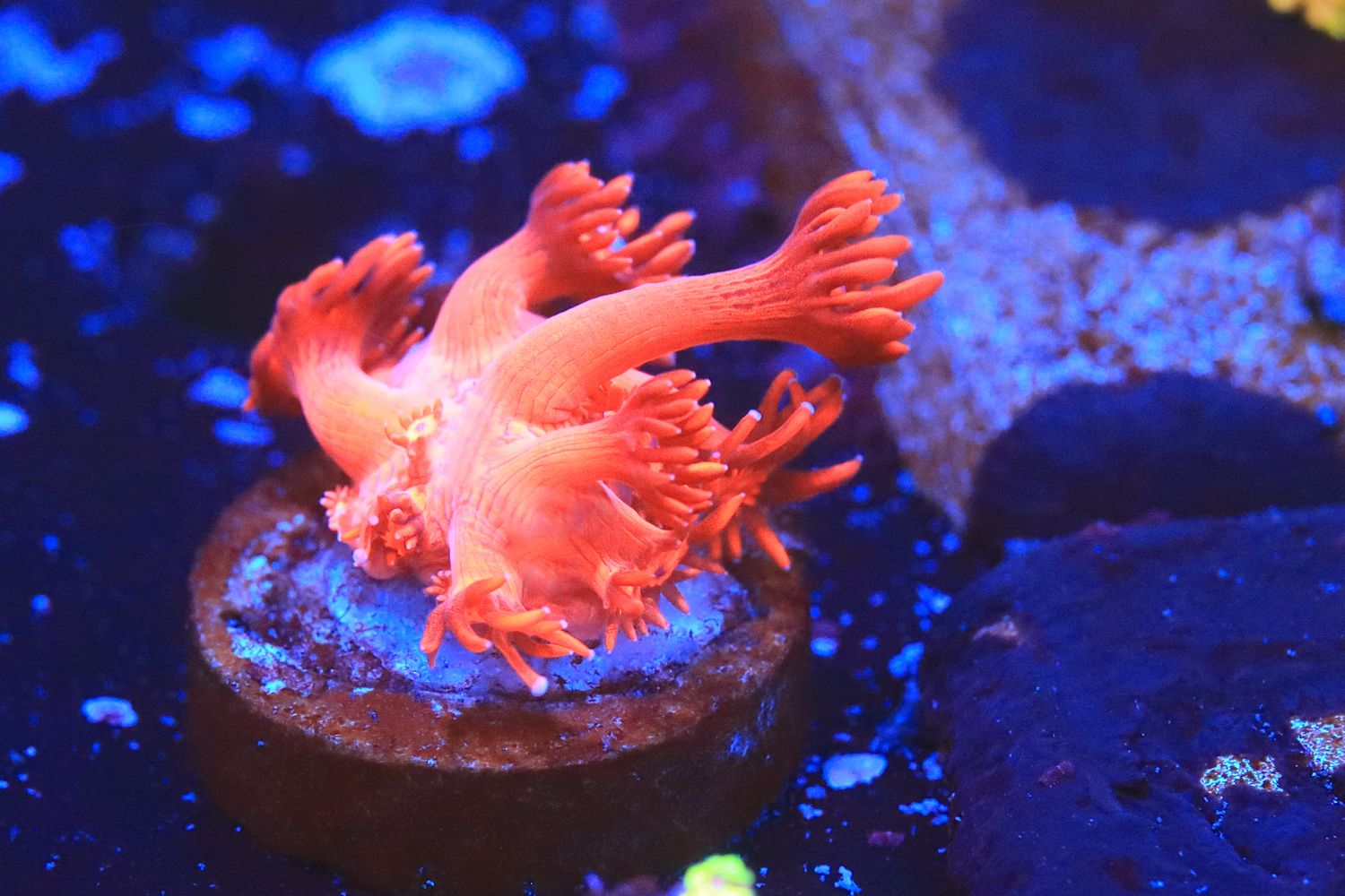 Super red  goniopora