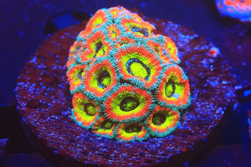 Holy Grail Micromussa small Broodstock Colony 19+ polyps