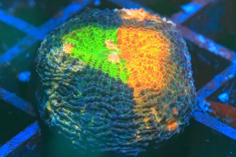 Orange and Green Acan echinata WYSIWYG