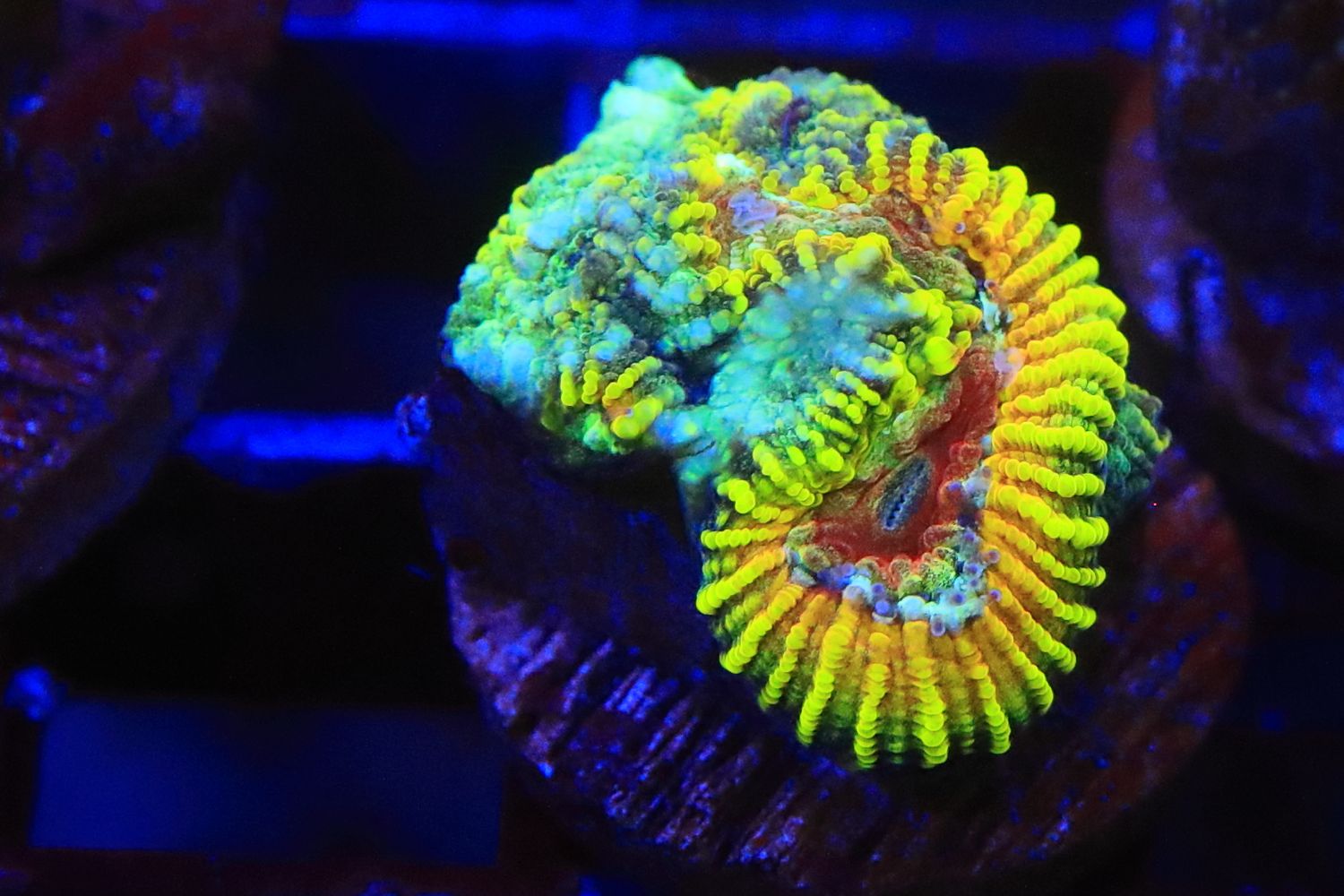 Pushkin Favia  Double polyp WYSIWYG