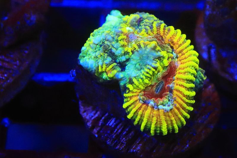 Pushkin Favia  Double polyp WYSIWYG
