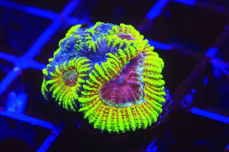 Pushkin Favia  Double polyp WYSIWYG