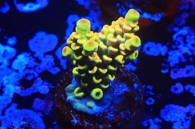 Neon Nigel Vermiculata Small