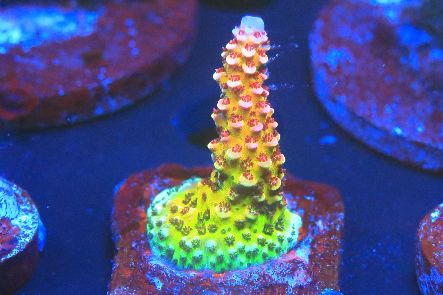 Sourberry acro WYSIWYG