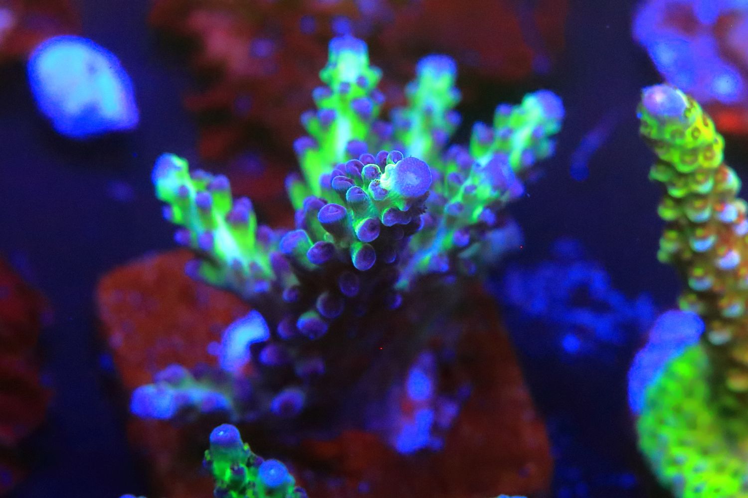 Raspberry Limeade Acropora  WYSIWYG