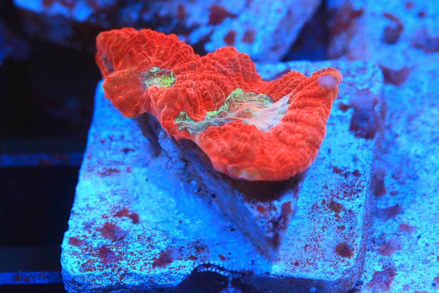 Trooping the Colour WYSIWYG